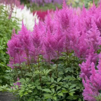 Астильба АМЕТИСТ Арендса в Бобруйске