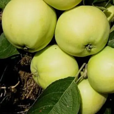 Яблоня ПАПИРОВКА в Бобруйске