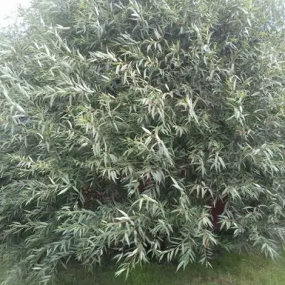 Ива СЕРЕБРИСТАЯ в Бобруйске