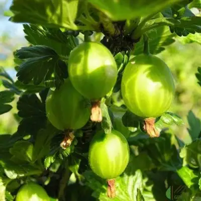 Крыжовник МАЛАХИТ в Бобруйске