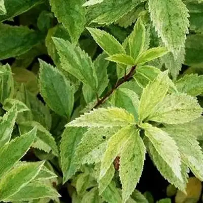 Форзиция ЛЕДНОГОРА промежуточная в Бобруйске