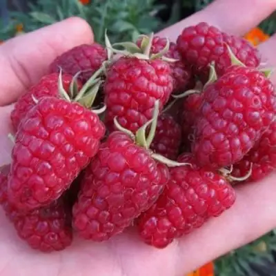 Малина МОСКОВСКИЙ ВЕЛИКАН в Бобруйске