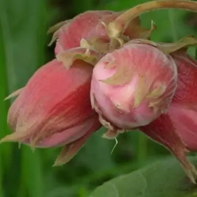 Фундук АКАДЕМИК ЯБЛОКОВ в Бобруйске
