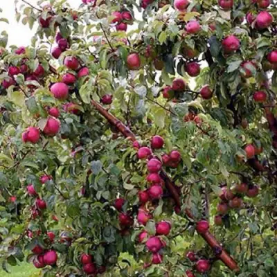 Яблоня ЛОБО в Бобруйске