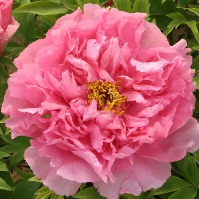 Пион СЕРЕБРИСТЫЙ РУЧЕЙ древовидный в Бобруйске