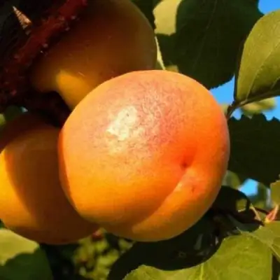 Абрикос СПАДЧЫНА в Бобруйске