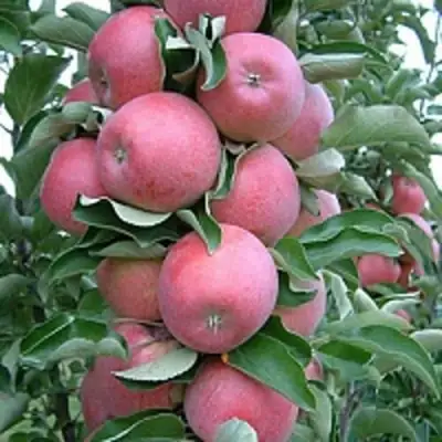 Яблоня АНТЕЙ КИЕВСКИЙ колонновидная в Бобруйске