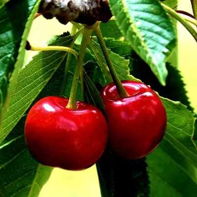 Вишня НИКА в Бобруйске