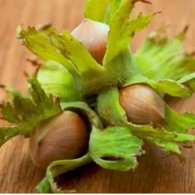 Фундук ГИГАНТ ТАМБОВСКИЙ в Бобруйске