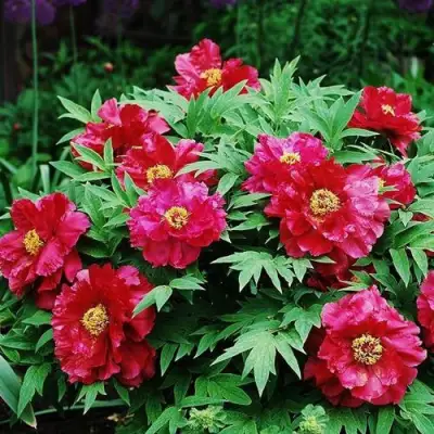 Пион КРАСНЫЙ ЛОТОС древовидный в Бобруйске