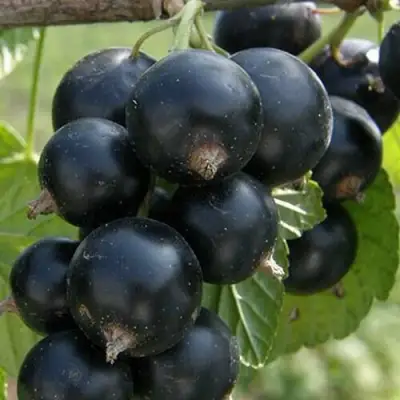 Смородина черная КЛУССОНОВСКАЯ в Бобруйске