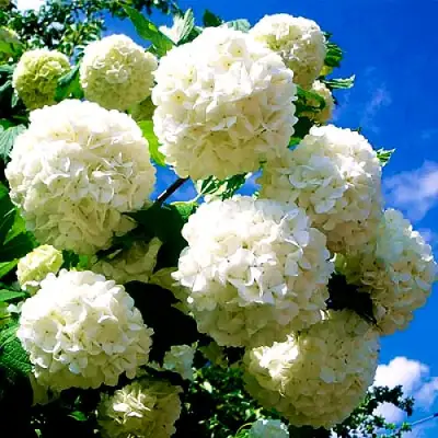 Калина БУЛЬДЕНЕЖ в Бобруйске