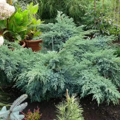 Можжевельник БЛЮ ШВЕД (СВИД) чешуйчатый в Бобруйске