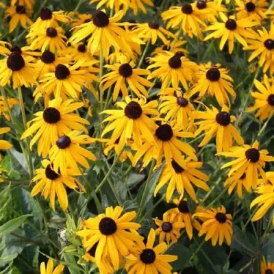 Рудбекия блестящая в Бобруйске