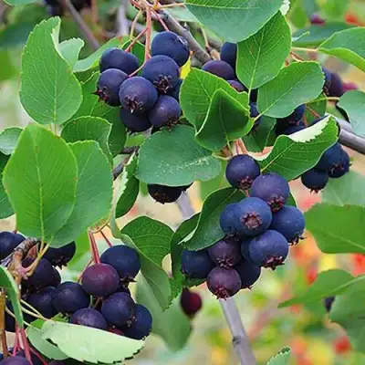 Ирга THIESSEN в Бобруйске