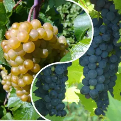 Комплект ИНЬ-ЯНЬ в Бобруйске