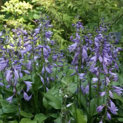 Хоста ГАРРИ ВАН ТРИЕР в Бобруйске