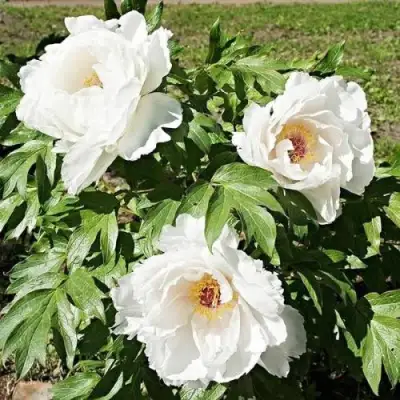 Пион ЛЕТНИЙ ДВОРЕЦ древовидный в Бобруйске