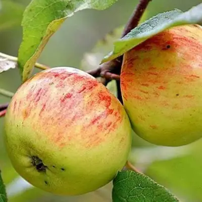 Яблоня РАНЕТКА (КОРОБОВКА) в Бобруйске