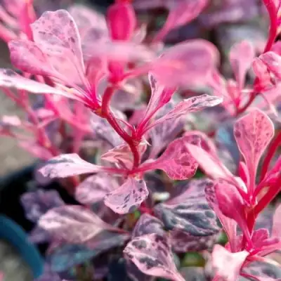 Барбарис РОУЗ ГЛОУ тунберга в Бобруйске