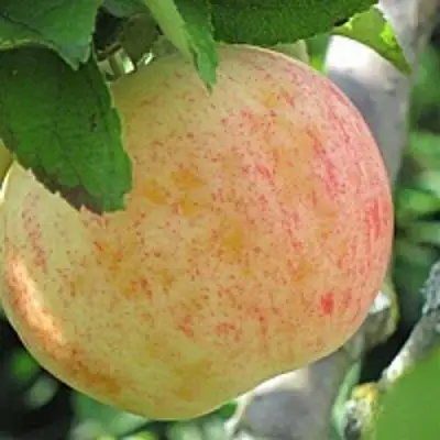 Яблоня ЛЕТНЕЕ СЛАДКОЕ в Бобруйске