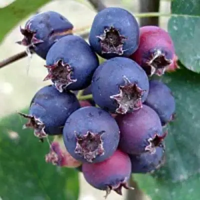 Ирга SLEYT в Бобруйске