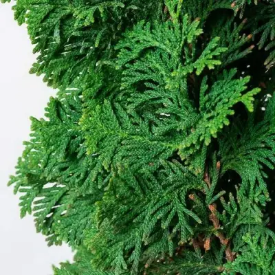 Туя СПИРАЛИС западная в Бобруйске