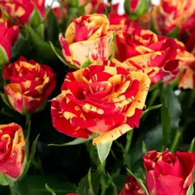 Роза ФАЙЕР ФЛЕШ спрей в Бобруйске