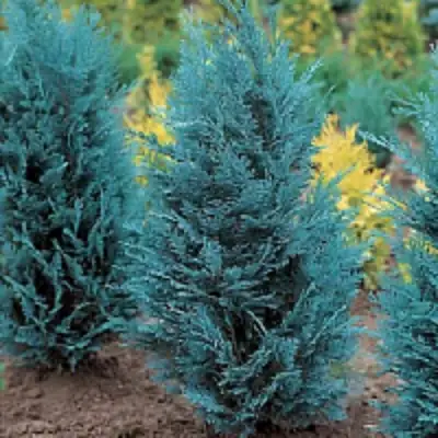 Кипарисовик ВАН ПЕЛЬТС БЛЮ лавсона в Бобруйске