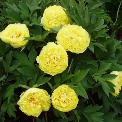 Пион ЗОЛОТАЯ КОРОНА древовидный в Бобруйске