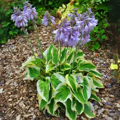 Хоста АУРЕОМАРГИНАТА в Бобруйске