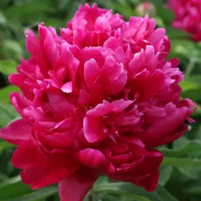 Пион ПЕСНЬ ВЕТРА травянистый в Бобруйске