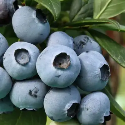 Голубика НЕЛЬСОН в Бобруйске