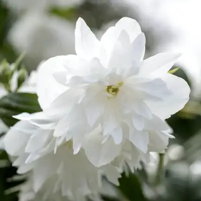 Жасмин МИНЕСОТА СНОУФЛЕЙК в Бобруйске