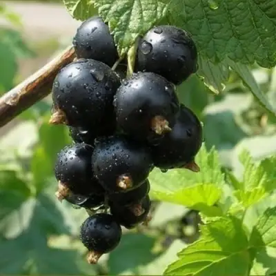 Смородина черная ПИГМЕЙ в Бобруйске