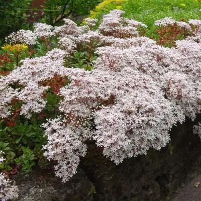 Очиток (седум) МУРАЛЕ белый в Бобруйске