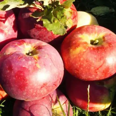 Яблоня АПОРТ в Бобруйске