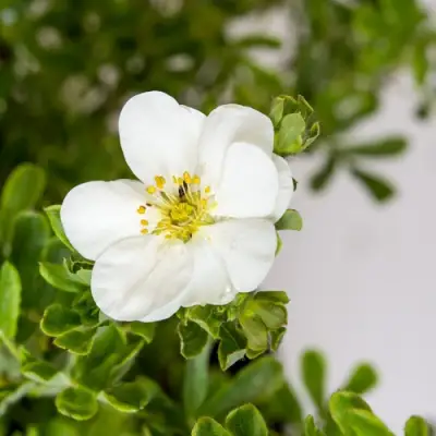 Лапчатка СНОУБЕРД кустарниковая в Бобруйске