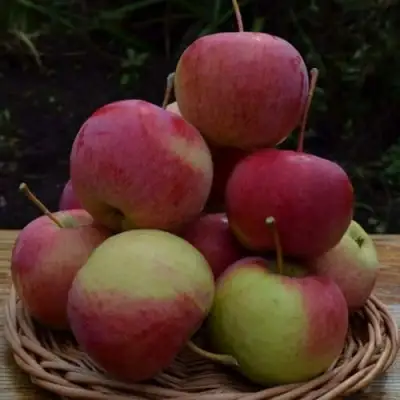 Яблоня РОДНИКОВАЯ в Бобруйске