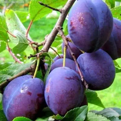 Слива ВЕНГЕРКА БЕЛОРУССКАЯ в Бобруйске