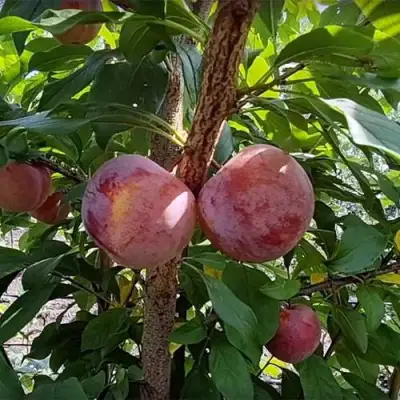 Плуот ГЕО ПРАЙД в Бобруйске