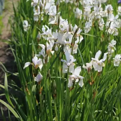 Ирис АЛЬБА сибирский в Бобруйске