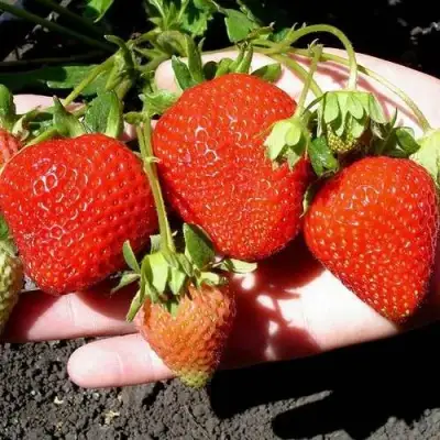 Клубника САН АНДРЕАС ремонтантная в Бобруйске