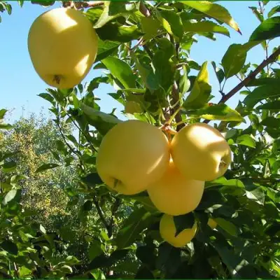 Яблоня ГОЛДЕН МИЛЛЕНИУМ в Бобруйске