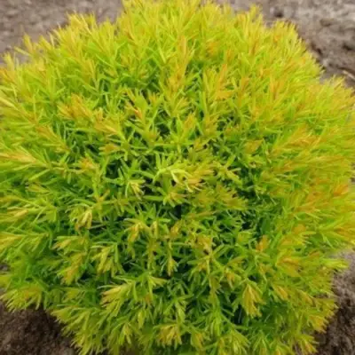 Туя АННИЕК западная в Бобруйске