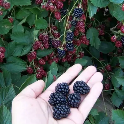 Ежевика ОРКАН бесшипная  в Бобруйске