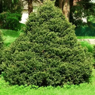 Ель ОЛЕНДОРФИ обыкновенная в Бобруйске