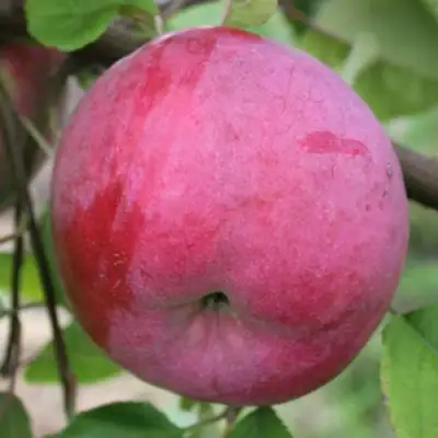 Яблоня БРЯНСКОЕ РОЗОВОЕ в Бобруйске