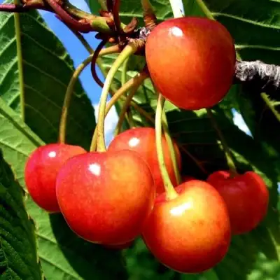 Черешня ФАТЕЖ в Бобруйске