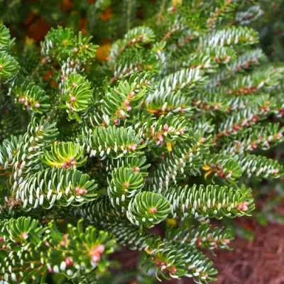 Пихта белая в Бобруйске